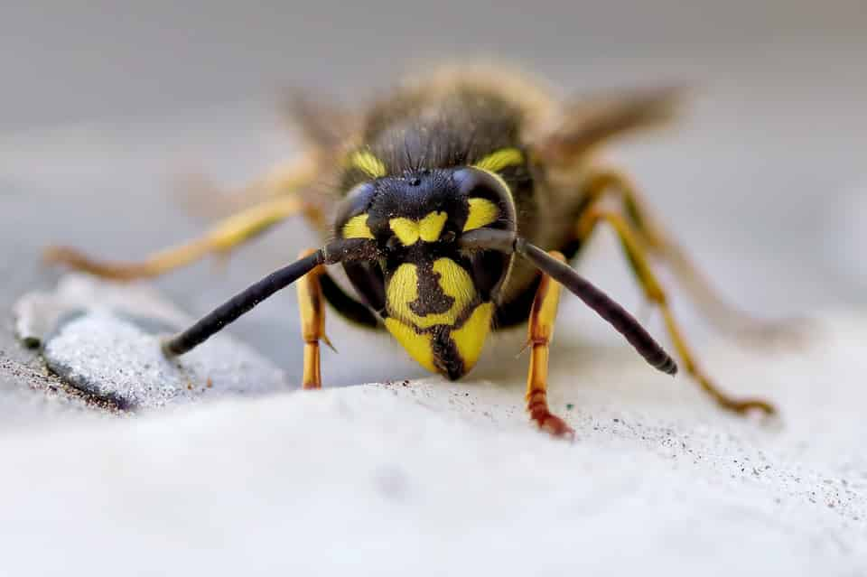 Wasp nest removal in Chesterfield