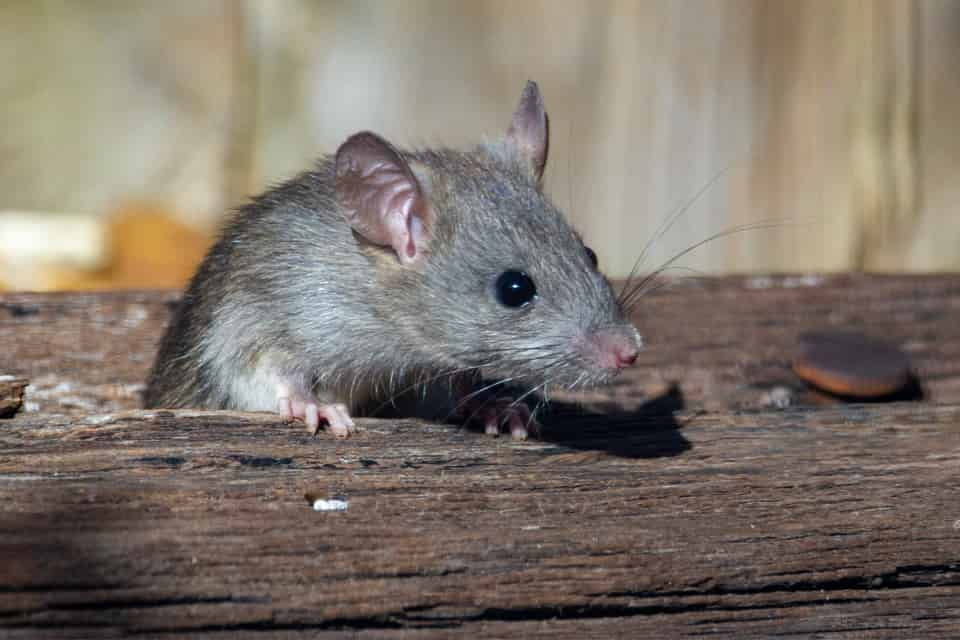 Rat catcher in Ashgate