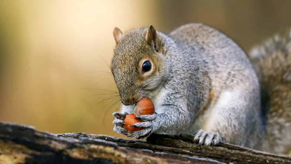 Grey Squirrels