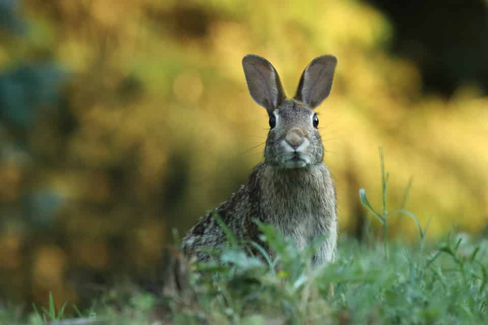 Rabbits