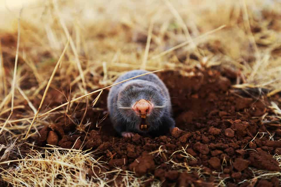 Mole control in Mastin Moor